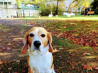 Beagle dogs Playful Rocket (Beagle) looking for new home - Advert 3