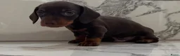 Miniature Dachshund dogs for sale: KC miniature dachshunds - Tiny. Sunning! - Advert 13