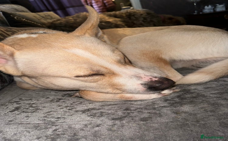 Mixed Breed dogs Loving dog to a good home  - Advert 1