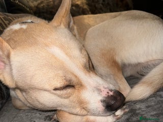 Mixed Breed dogs Loving dog to a good home - Advert 5