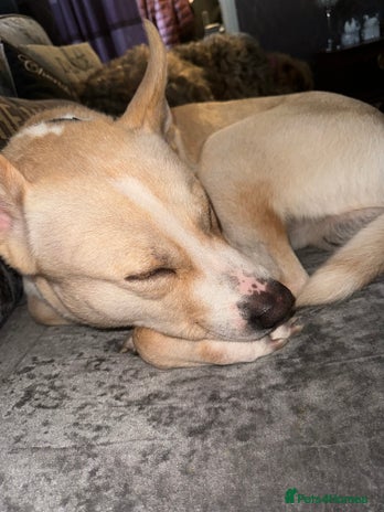 Mixed Breed dogs Loving dog to a good home - Advert 1