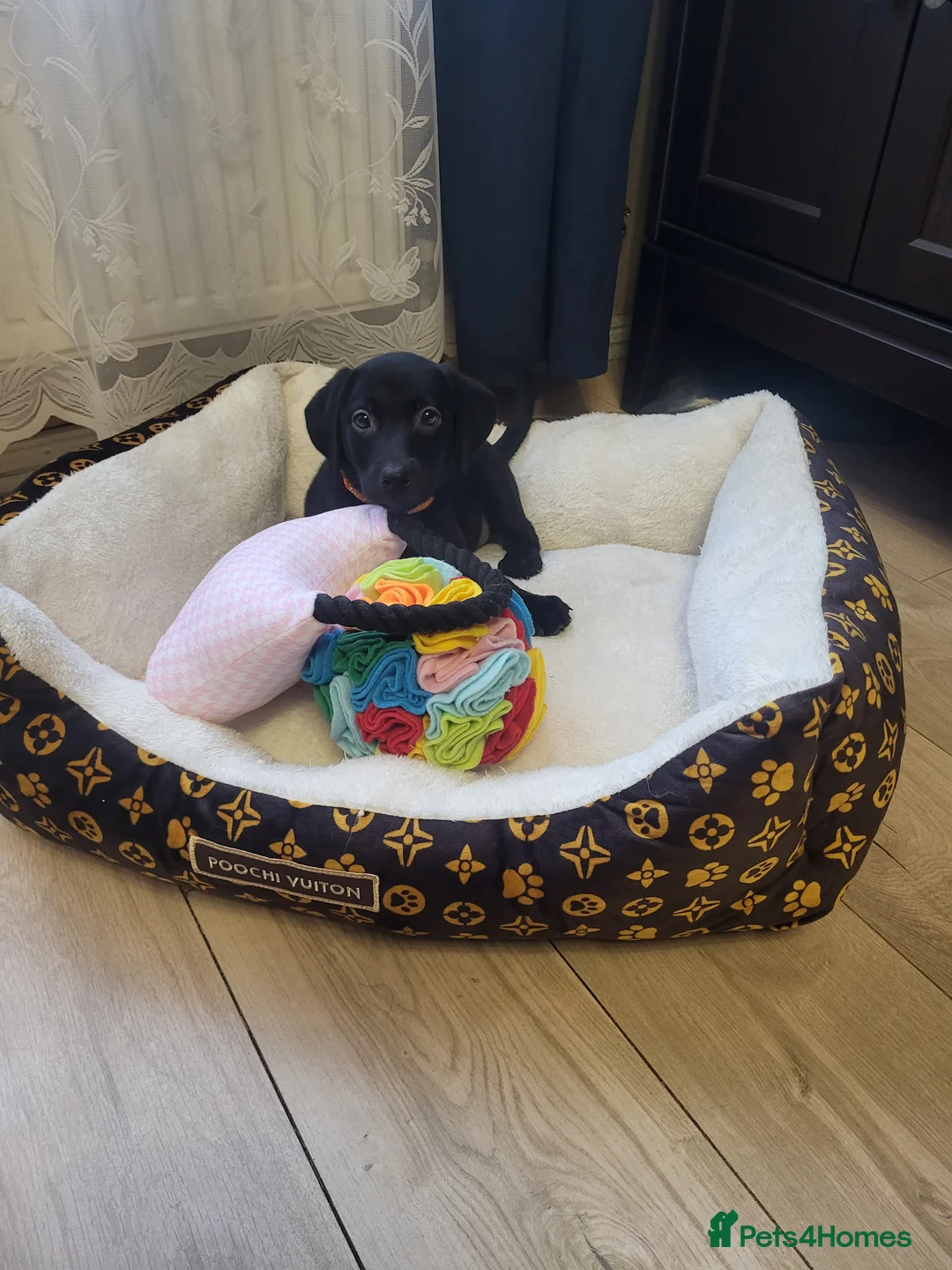 Labrador Retriever dogs for sale: KC registered Labrador Retriever puppies - Advert 14