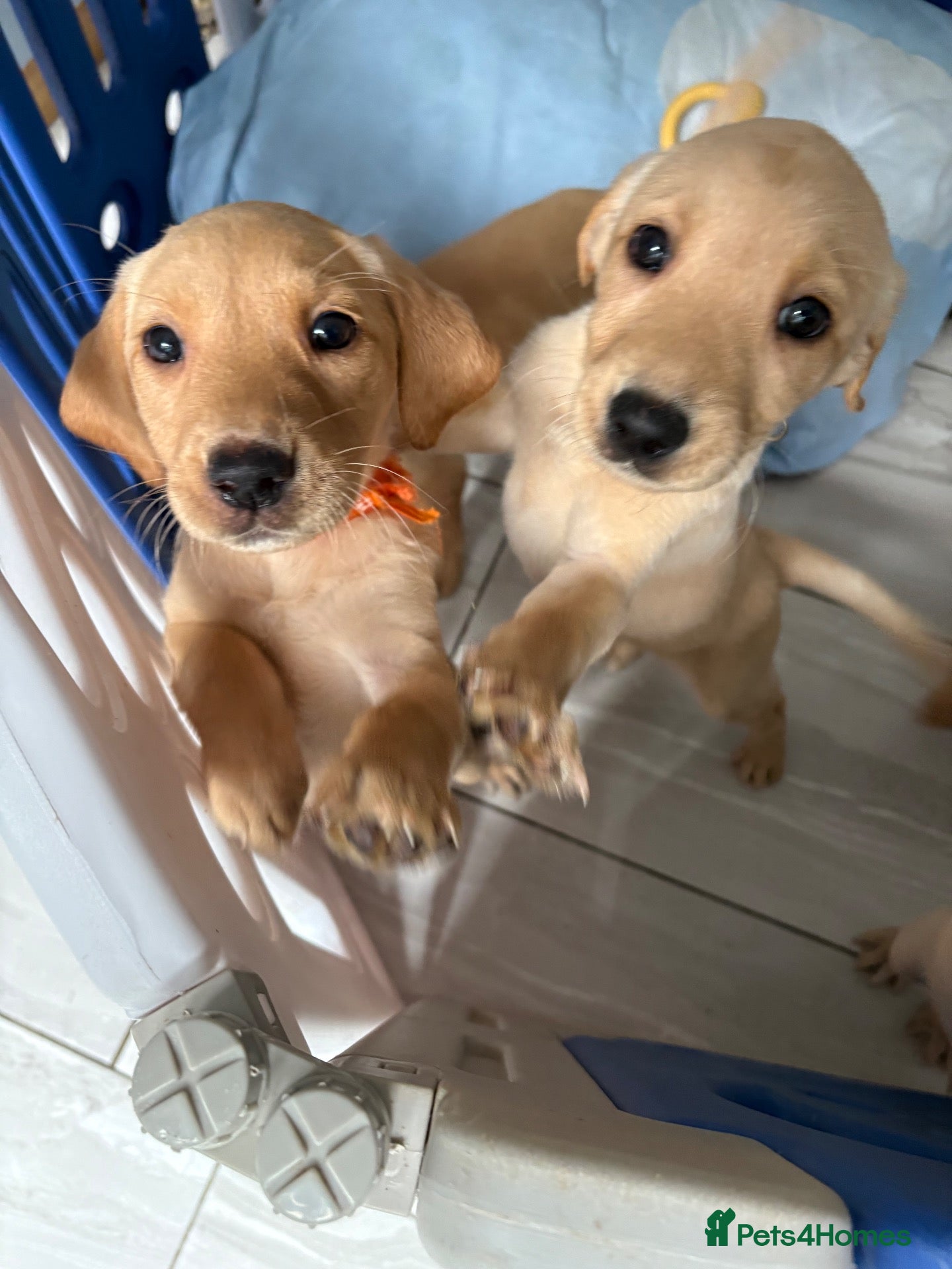 Labrador Retriever dogs 6 KC Registered Labrador Pups 3 Left !! - Advert 7