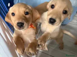 Labrador Retriever dogs 6 KC Registered Labrador Pups 3 Left !! - Advert 7