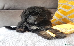 Cockapoo dogs for sale: Fully Vaccinated, Adorable small Cockapoo puppies - Image 14