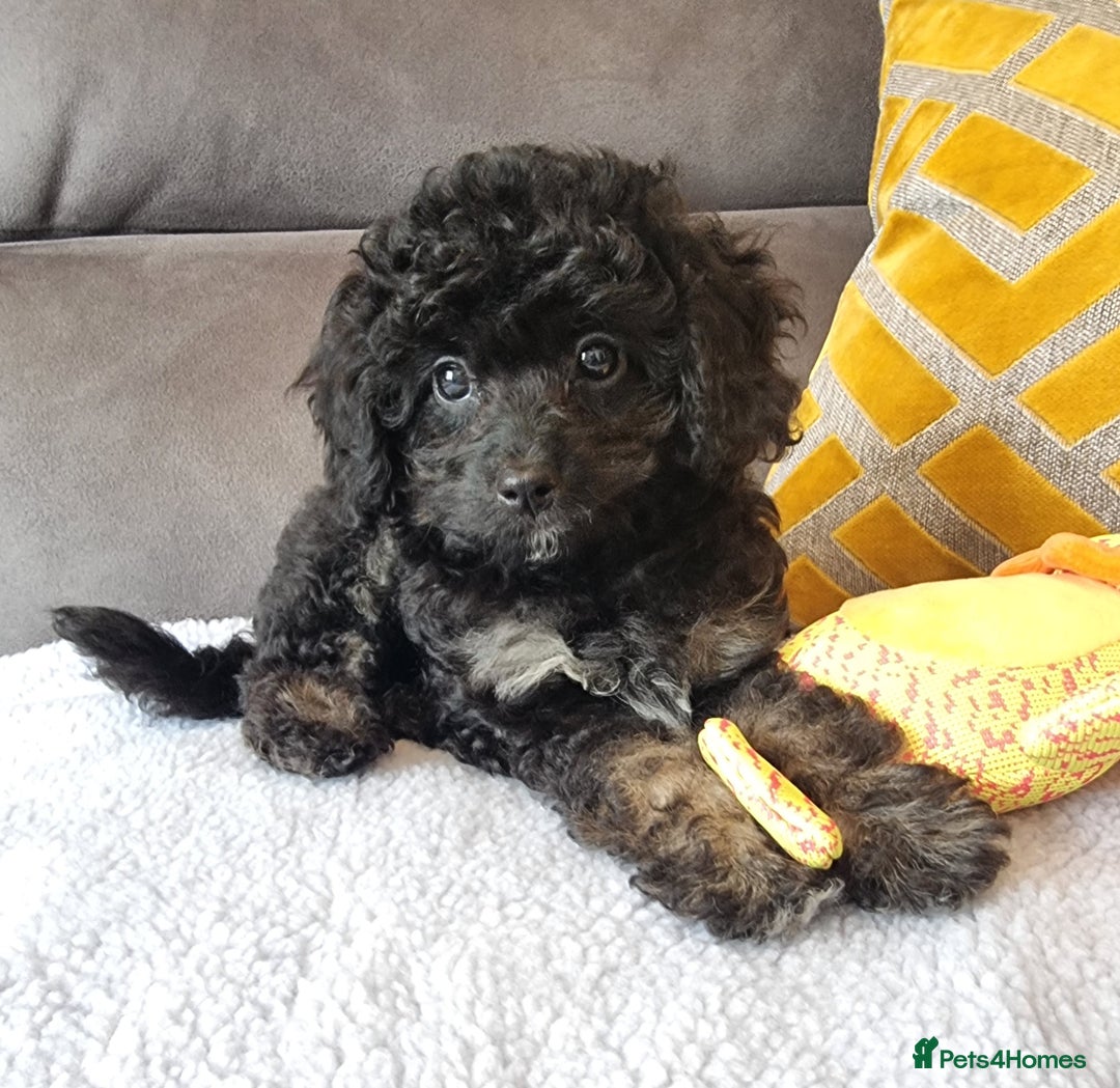Cockapoo dogs for sale: Fully Vaccinated, Adorable small Cockapoo puppies - Image 14