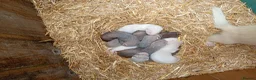 Ferret rodents for sale: Mixed ferret kits in Rotherham - Advert 2