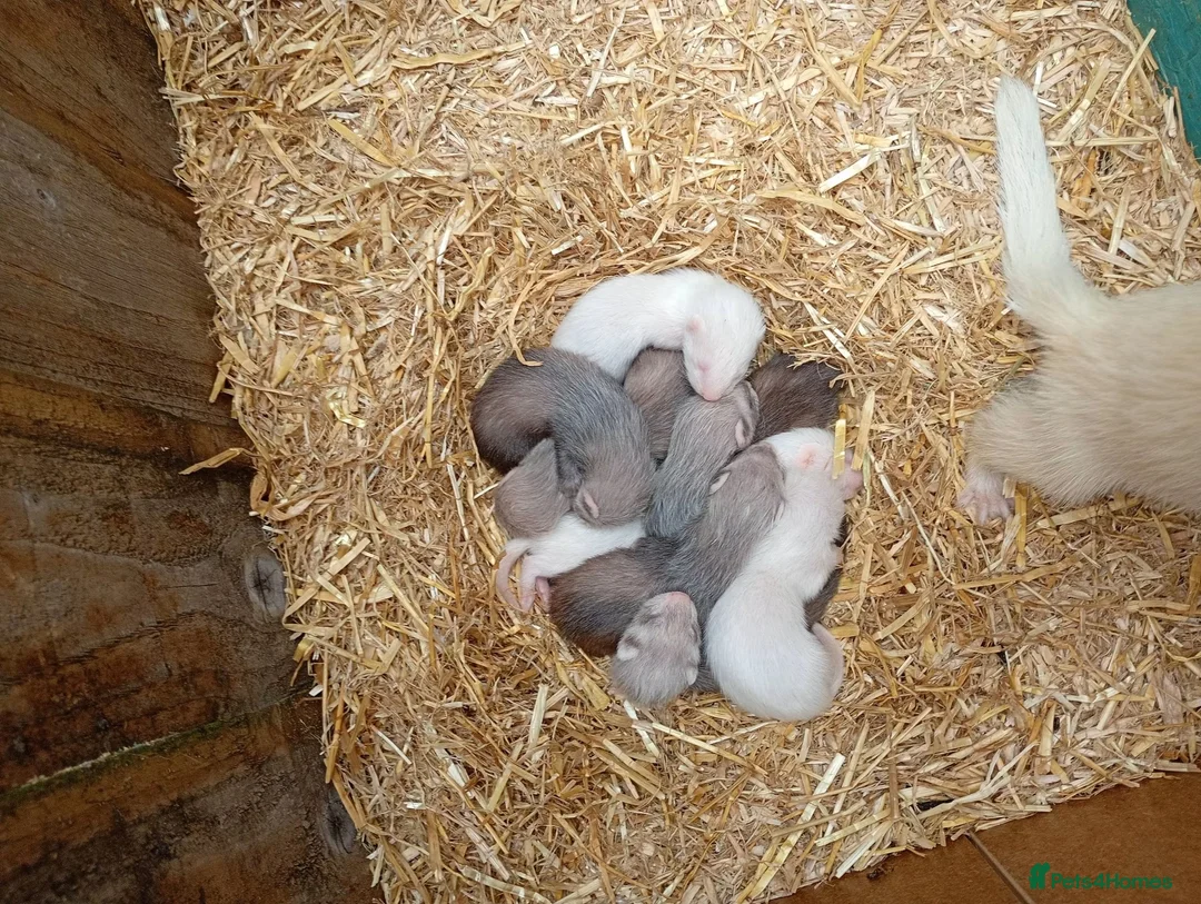 Ferret rodents for sale: Mixed ferret kits in Rotherham - Advert 2