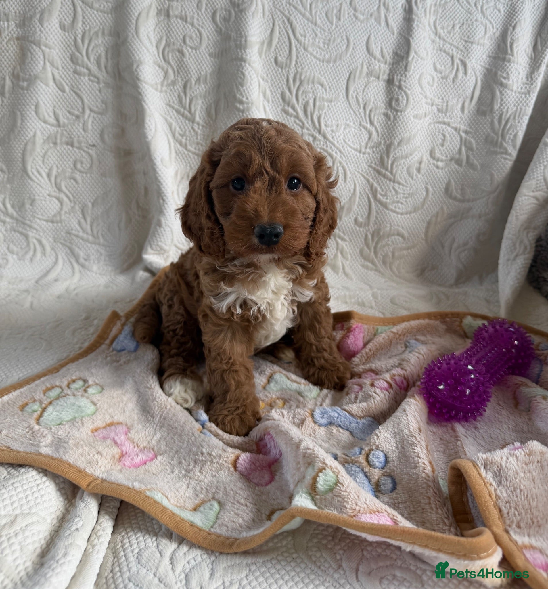 Cockapoo dogs Toy cockapoo - Advert 3