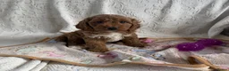 Cockapoo dogs for sale: Toy cockapoo - Advert 1