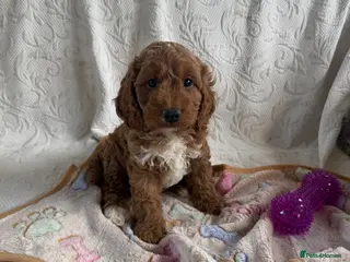 Cockapoo dogs Toy cockapoo - Advert 1