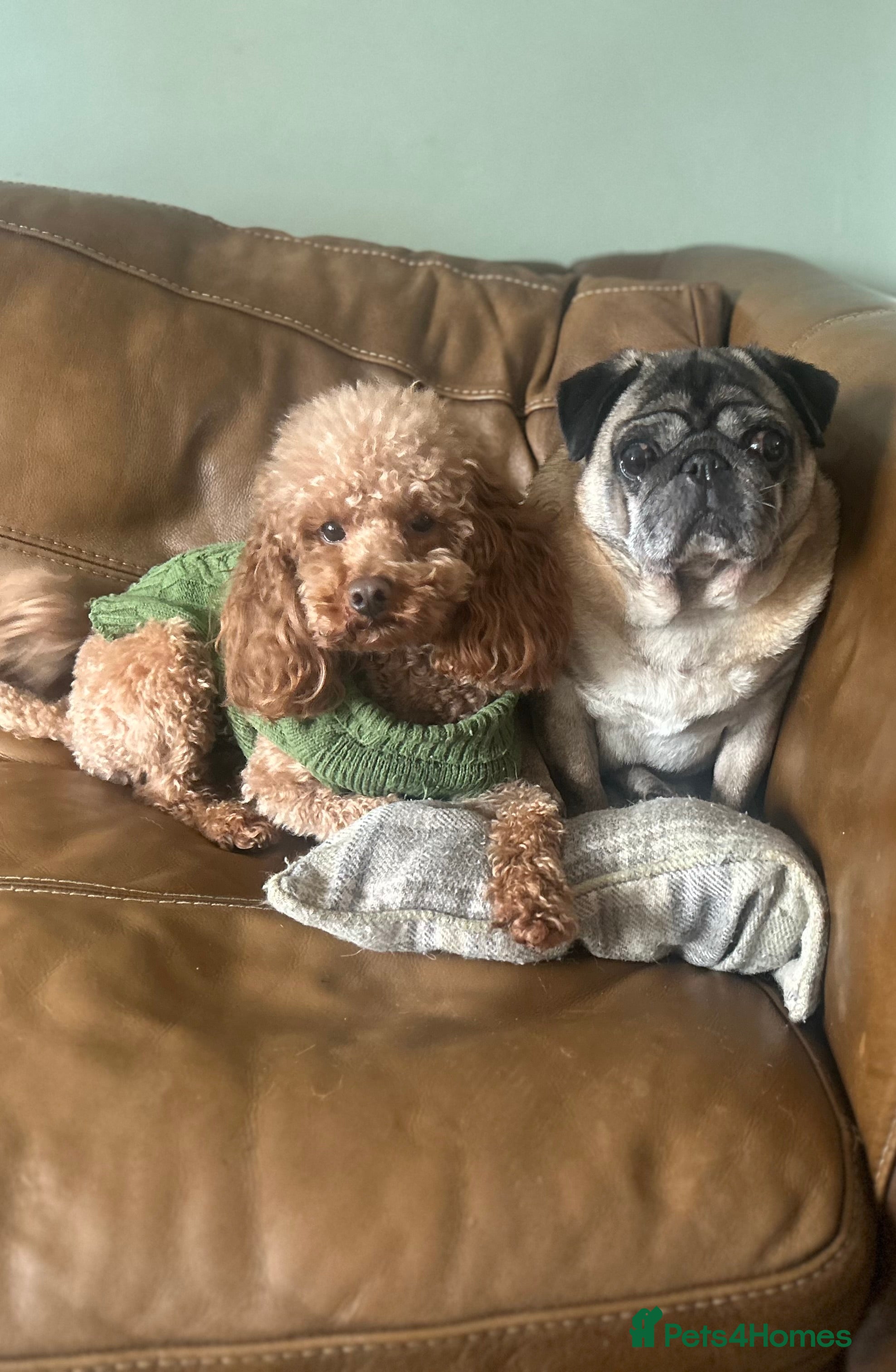 Toy Poodle dogs Health tested fox red toy poodle stud  in Stevenage - Advert 2