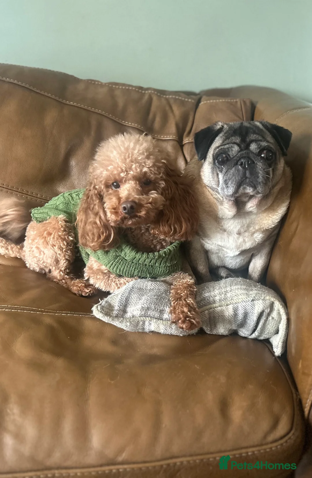 Toy Poodle dogs for stud: Health tested fox red toy poodle stud  in Stevenage - Advert 1