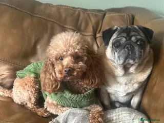 Toy Poodle dogs Health tested fox red toy poodle stud in Stevenage - Advert 2