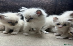 Ragdoll cats for sale: ⭐️BEAUTIFUL PUREBREED BLUEPOINT RAGDOLL KITTENS ⭐️ - Image 27