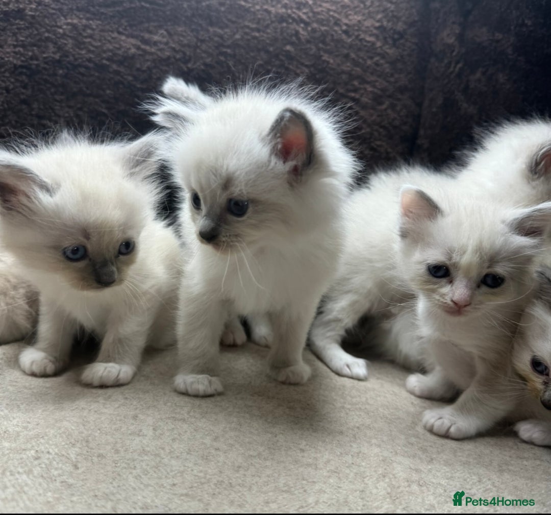 Ragdoll cats for sale: ⭐️BEAUTIFUL PUREBREED BLUEPOINT RAGDOLL KITTENS ⭐️ - Image 27