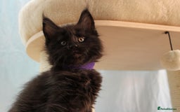 Maine Coon cats for sale: 🔥Stunning Maine Coon kittens🔥 - Image 14