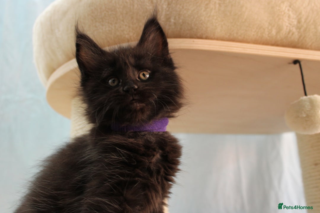 Maine Coon cats for sale: 🔥Stunning Maine Coon kittens🔥 - Image 14