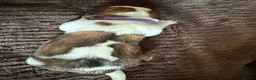 Saint Bernard dogs for sale: Exceptional St Bernard Puppies - Advert 12