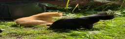 Mixed Breed cats for sale: Kittens £70 - £180 Manchester  - Advert 11