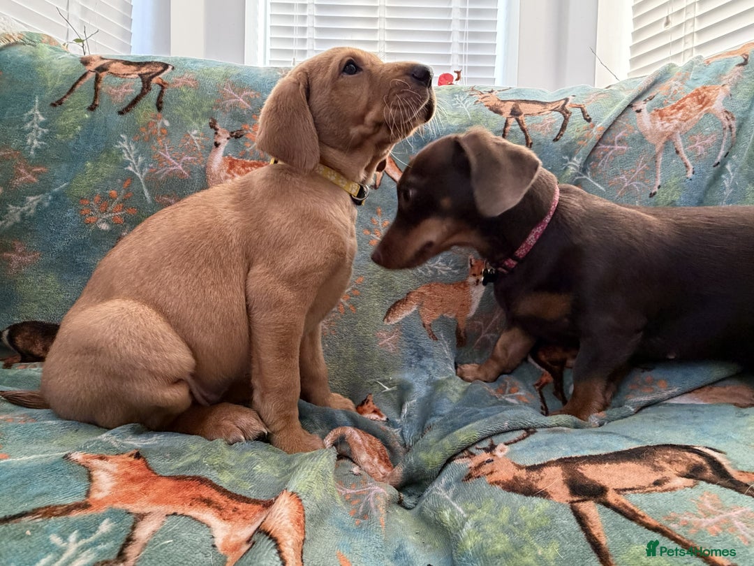 Labrador Retriever dogs for sale: KC Registered Labrador Puppies - Call  **  - Image 17