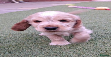 Cocker Spaniel dogs - Advert 7