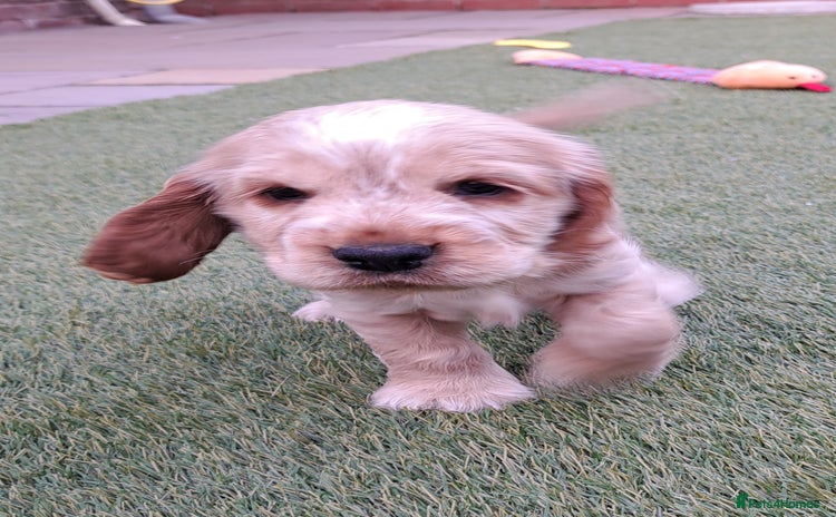 Cocker Spaniel dogs - Advert 14