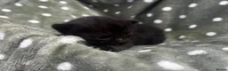 Persian cats for sale: Perfect Persian X Kittens - Advert 12