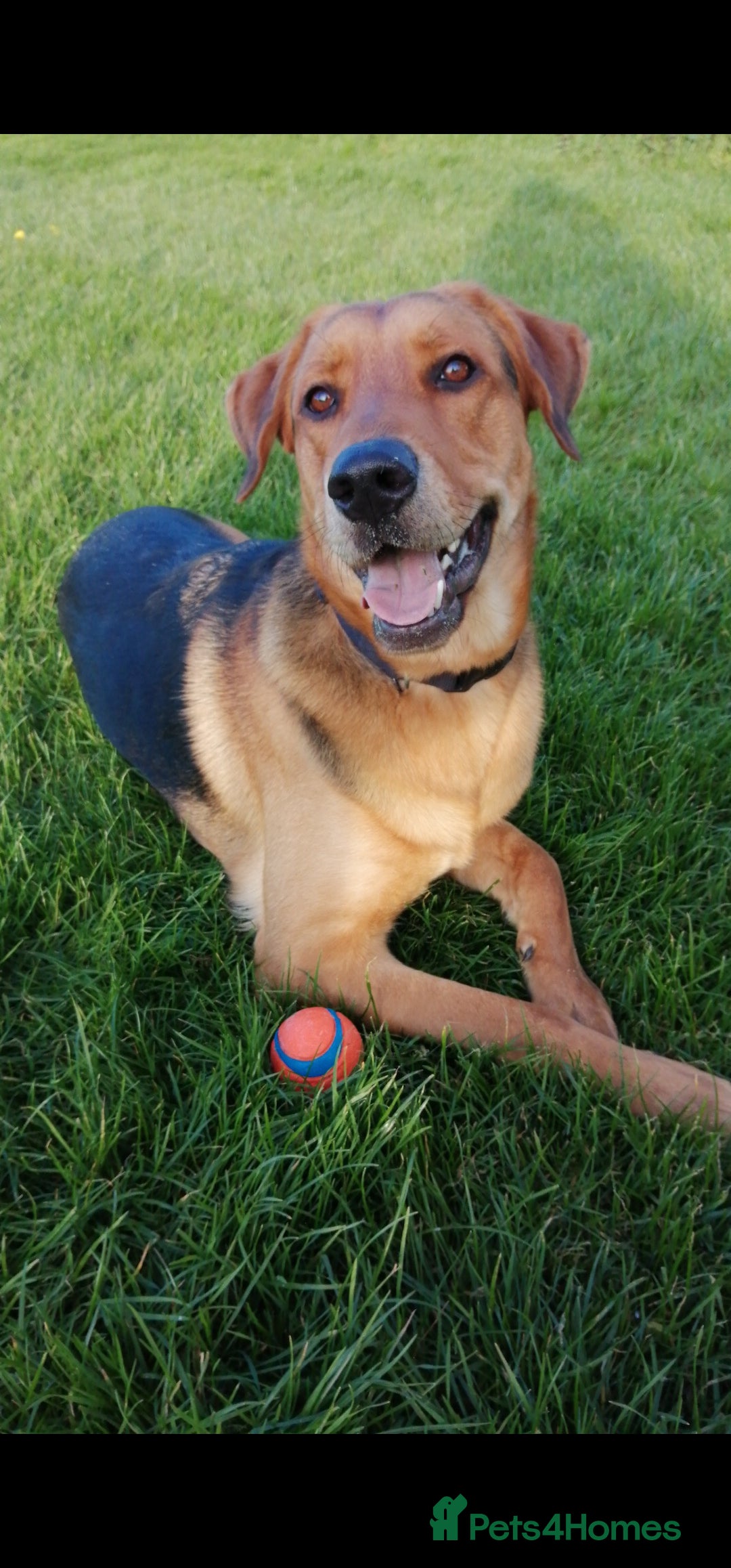 Mixed Breed dogs Freddy-TheLovely German shepherd cross rottweiler  - Advert 1