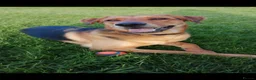 Mixed Breed dogs for sale: Freddy-TheLovely German shepherd cross rottweiler  - Advert 1