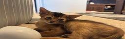 Abyssinian cats for sale: Beautiful Ruddy Abyssinian Kitten - Advert 3