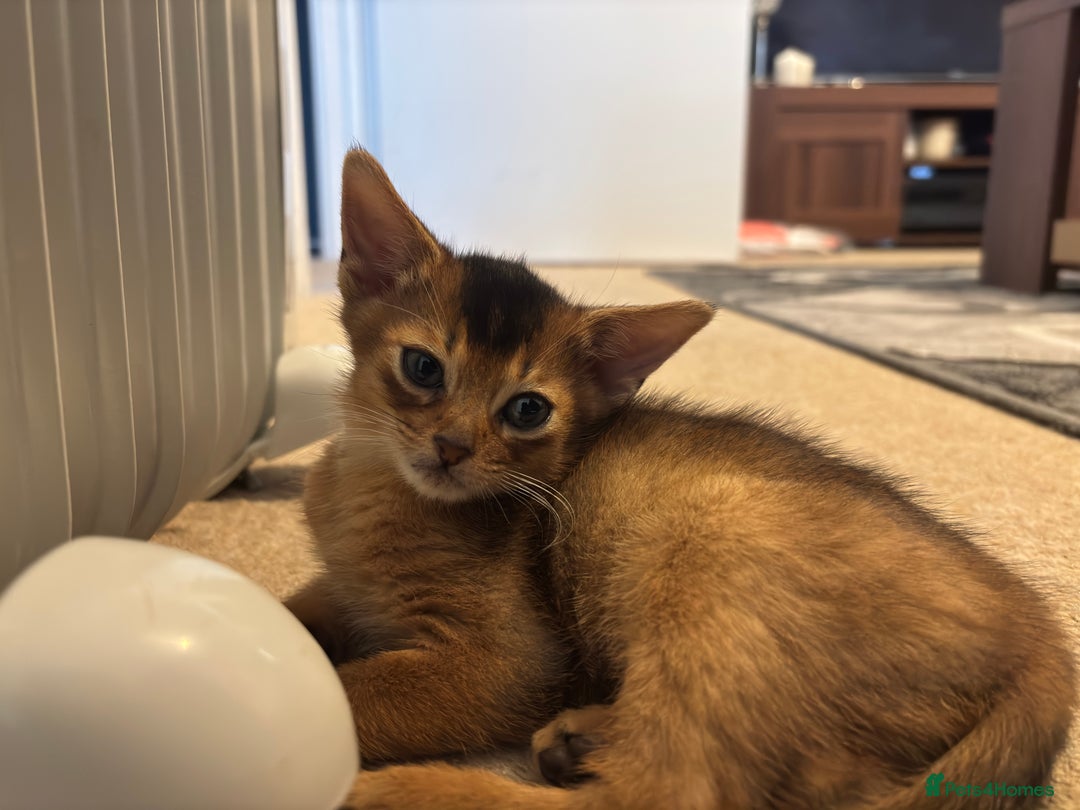 Abyssinian cats for sale: Beautiful Ruddy Abyssinian Kitten - Advert 3