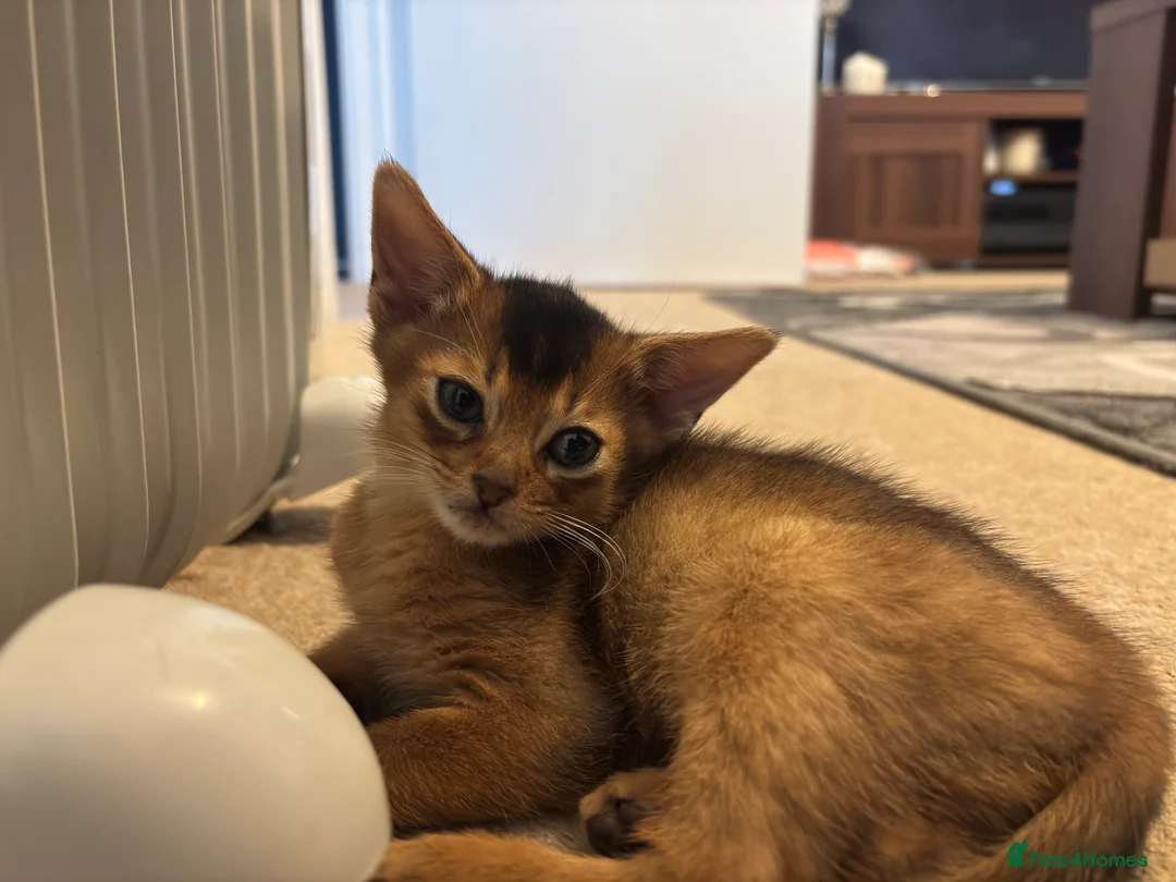 Abyssinian cats for sale: Beautiful Ruddy Abyssinian Kitten - Advert 3