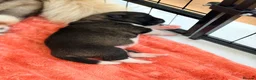 Akita dogs for sale: KC REGISTERED AKITA BEARS.  - Advert 7