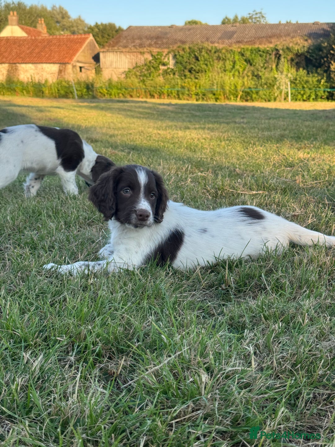 English Springer Spaniel dogs for sale: Ready to go Male KC Registered ESS Puppies  - Image 6
