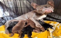 Mixed Breed dogs for sale: French bulldog x Patterdale terrier - Image 9