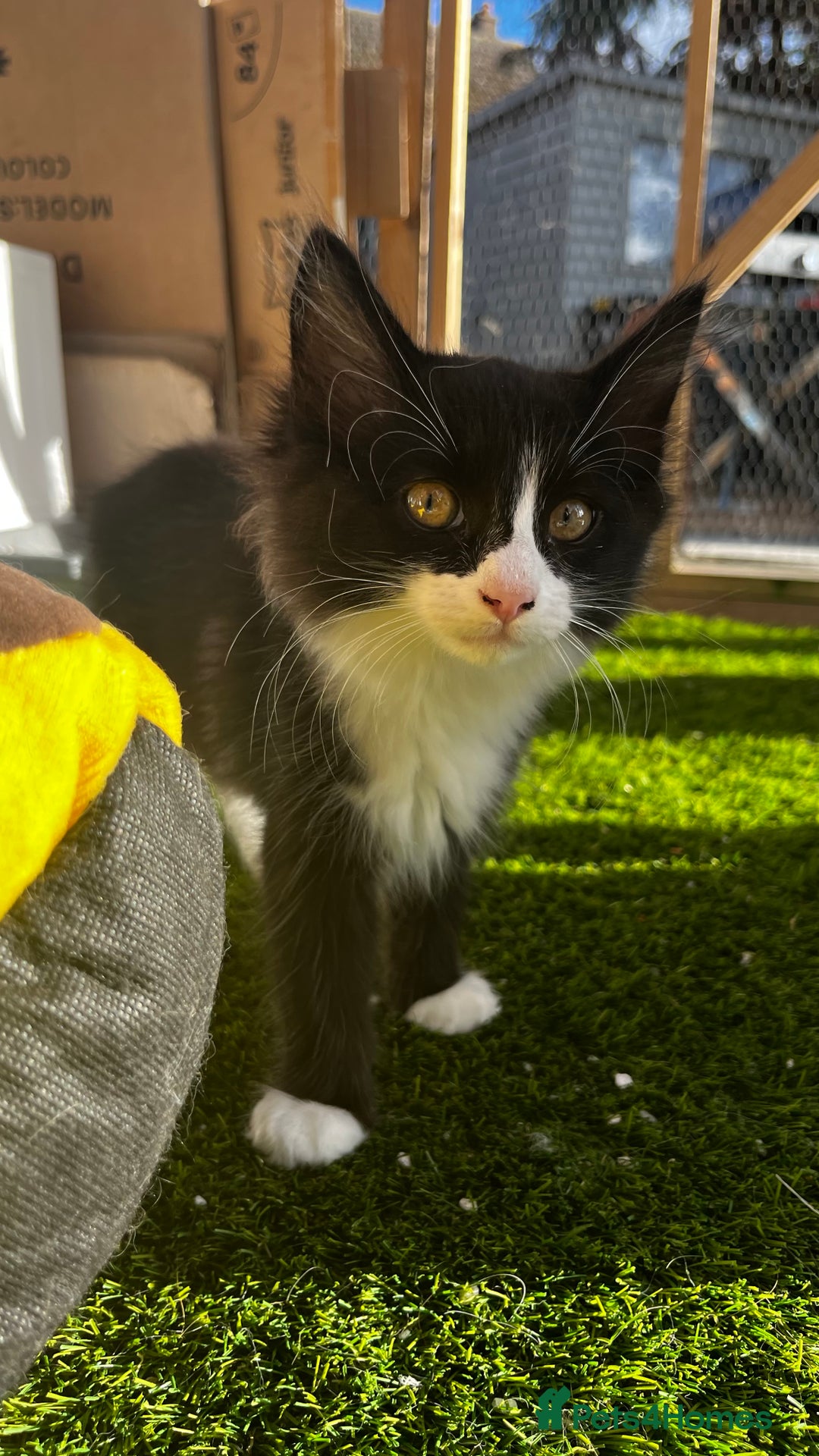 Ragcoon cats for sale: Beautiful ragcoon kittens - Image 7
