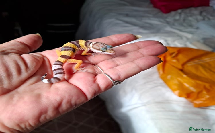 Leopard Gecko reptiles in Loughborough - Advert 9