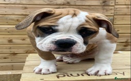 Alapaha Blue Blood Bulldog dogs for sale: Beautiful Alapaha blue bulldogs  - Image 11