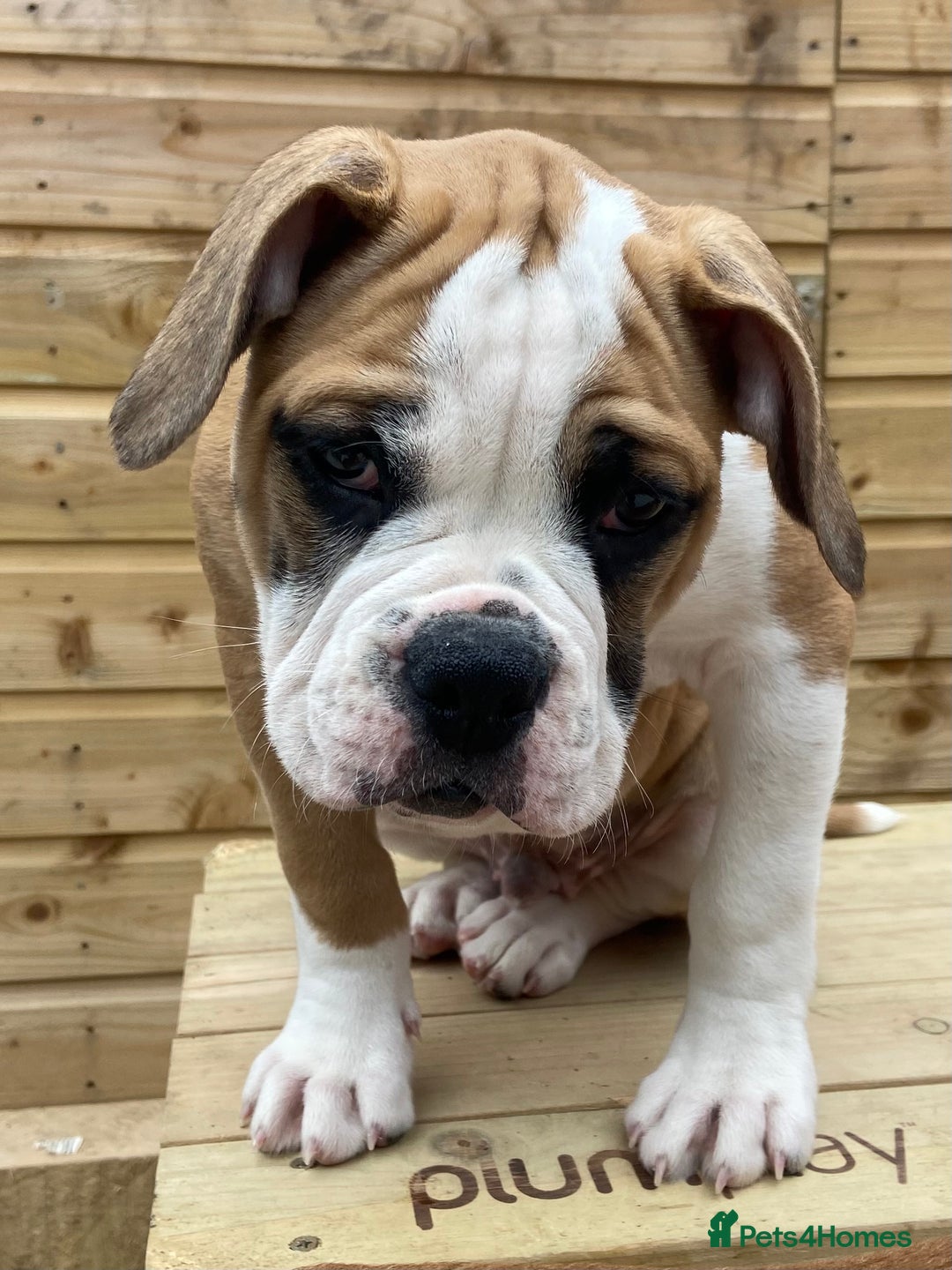 Alapaha Blue Blood Bulldog dogs for sale: Beautiful Alapaha blue bulldogs  - Image 11