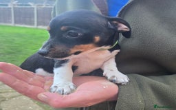 Jack Russell dogs for sale: Jack russel puppies - Image 5