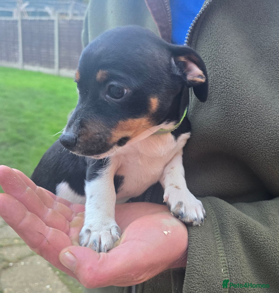 Jack Russell dogs for sale: Jack russel puppies - Image 5