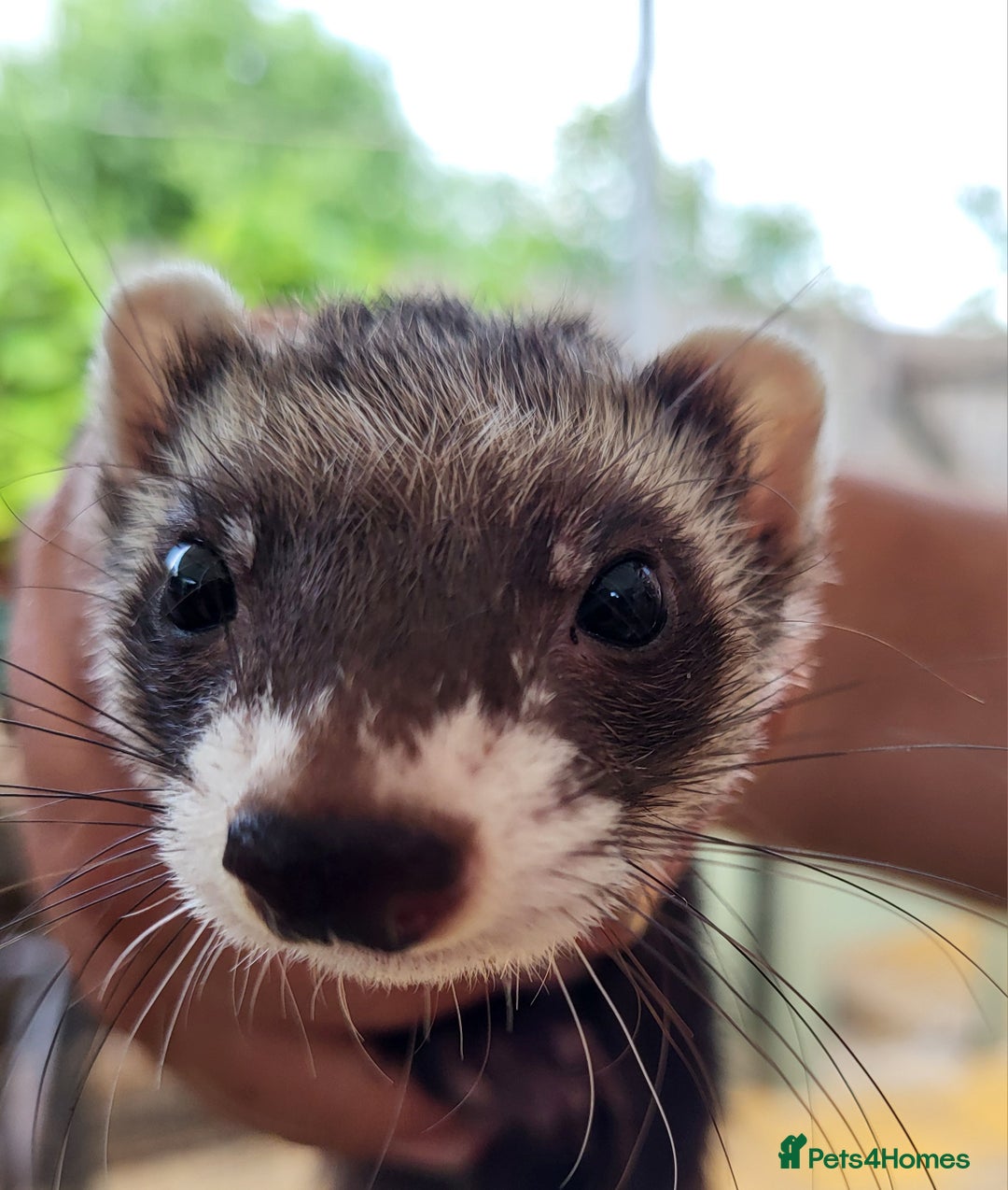 Ferret rodents for sale: 3 polecat jills - Image 2