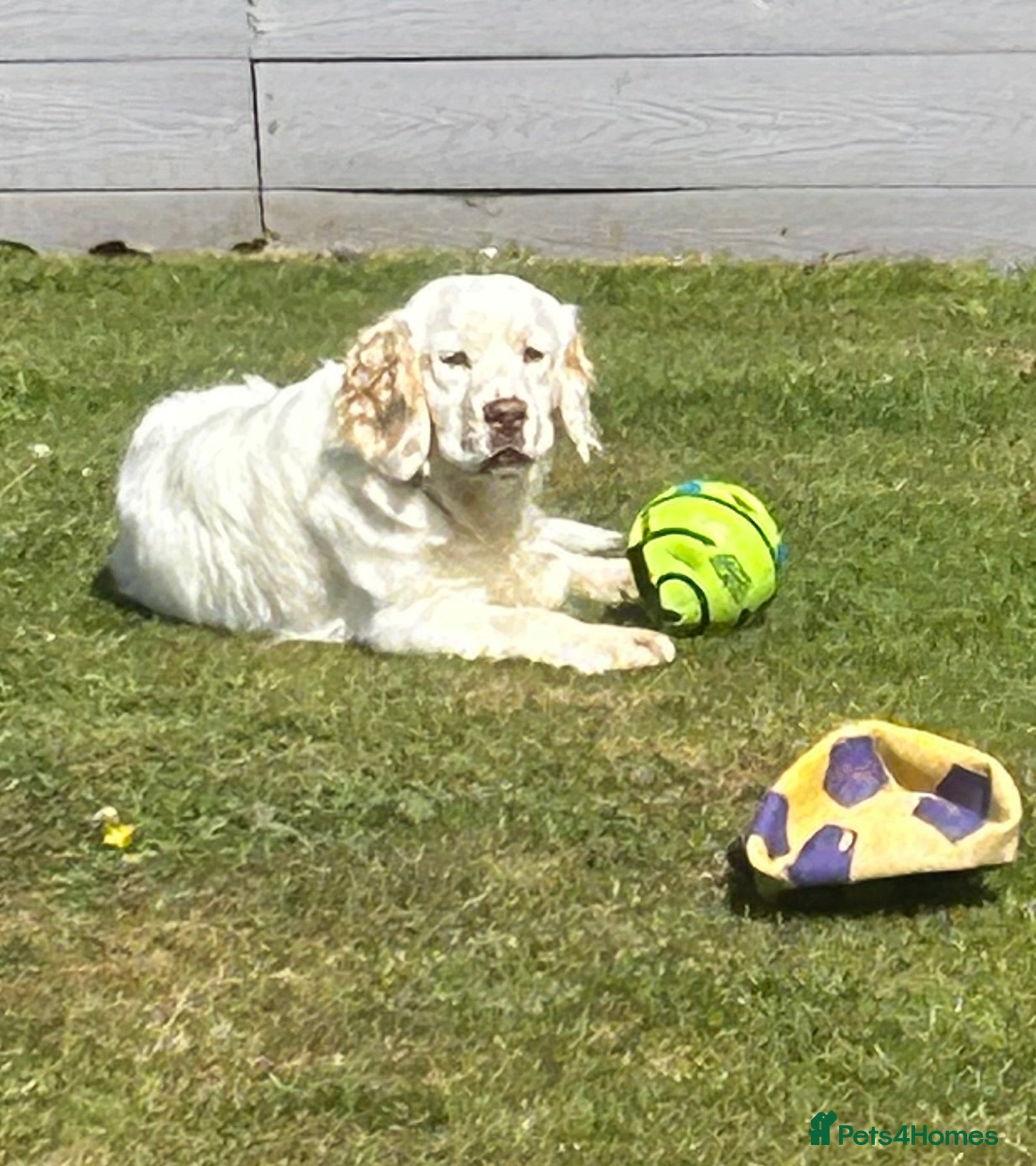 Clumber Spaniel dogs KC Clumber Spaniel Stud Dog in Doncaster - Advert 1