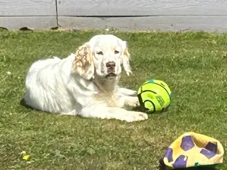 Clumber Spaniel dogs KC Clumber Spaniel Stud Dog - Advert 3