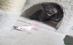 Mixed Breed cats for sale: Lovely Kittens 🤎 Grey 200, Tabby 130 - Image 5