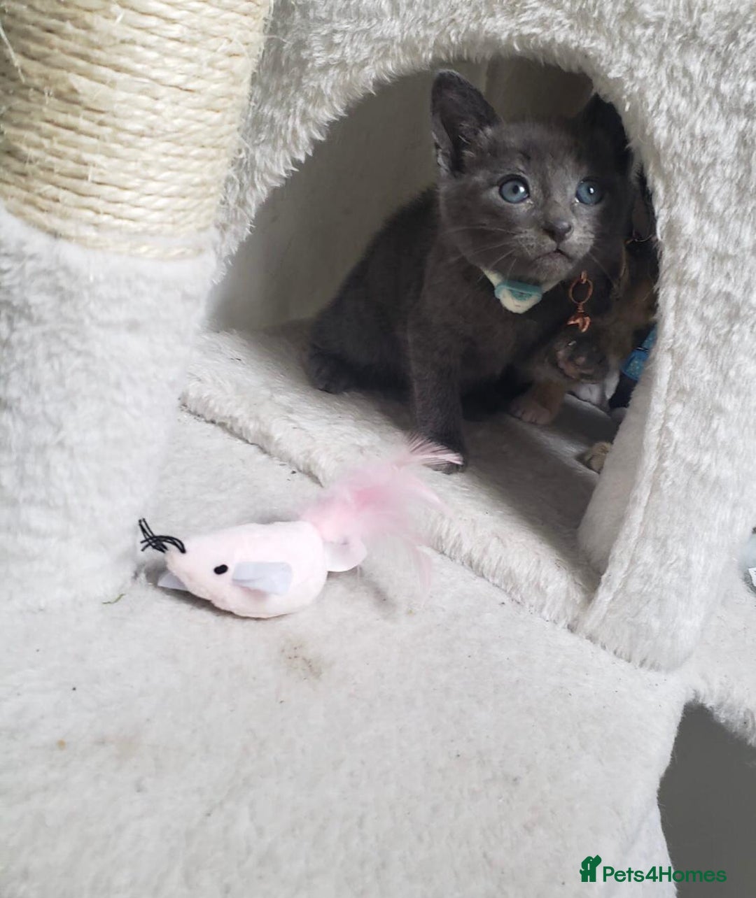Mixed Breed cats for sale: Lovely Kittens 🤎 Grey 200, Tabby 130 - Image 5