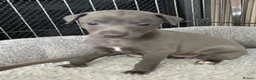 Italian Greyhound dogs for sale: Grey italian greyhound puppies - Advert 3
