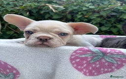 French Bulldog dogs for sale: 🐶 Adorable French Bulldog Puppies - Image 3