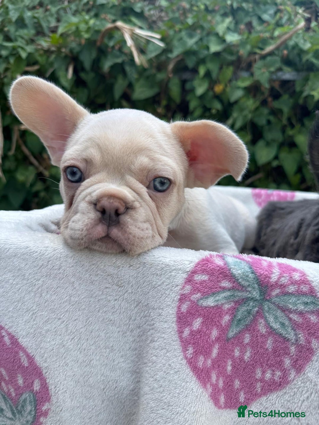 French Bulldog dogs for sale: 🐶 Adorable French Bulldog Puppies - Image 3